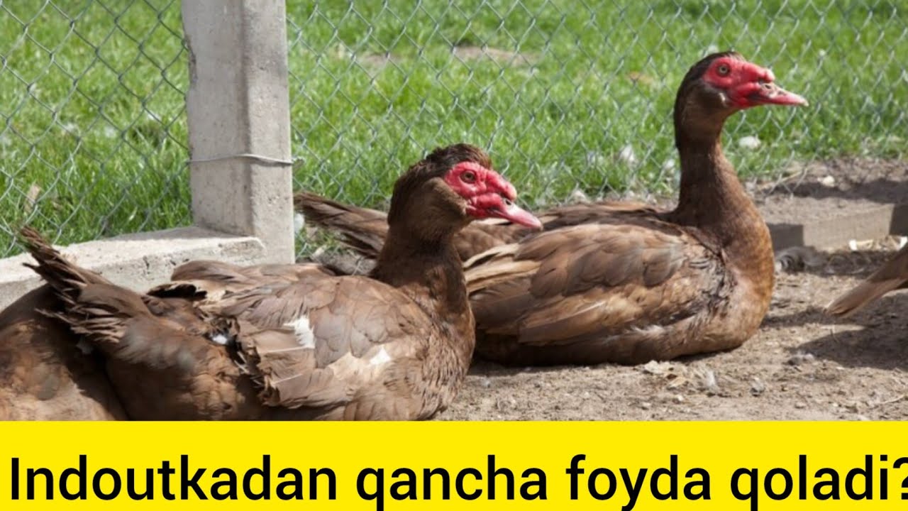 INDOUTKA BOQIB DAROMAD OLISH, INDOUTKA BIZNESI