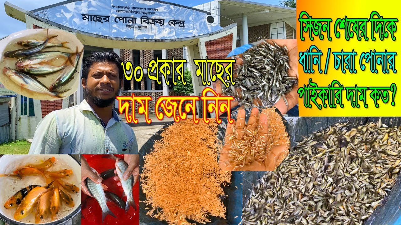 ধানি/চারা মাছ কেজিতে ২০ হাজার লাইনের প্রায় ৩০ প্রকার মাছের পোনার ধামাকা অফার নিয়ে আজকের পর্বের ভিডিও