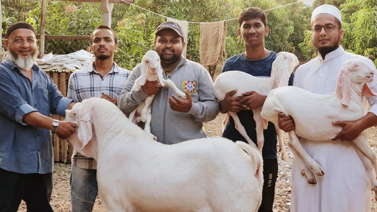 Pure Patira Breeding Setup | Hafeji Goat Farm Lajpor Surat.
