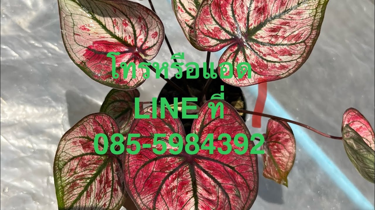 20-2-24แวะชมบอนสีสวยๆกันครับ สนใจโทรหรือแอด LINE ที่ 085-5984392