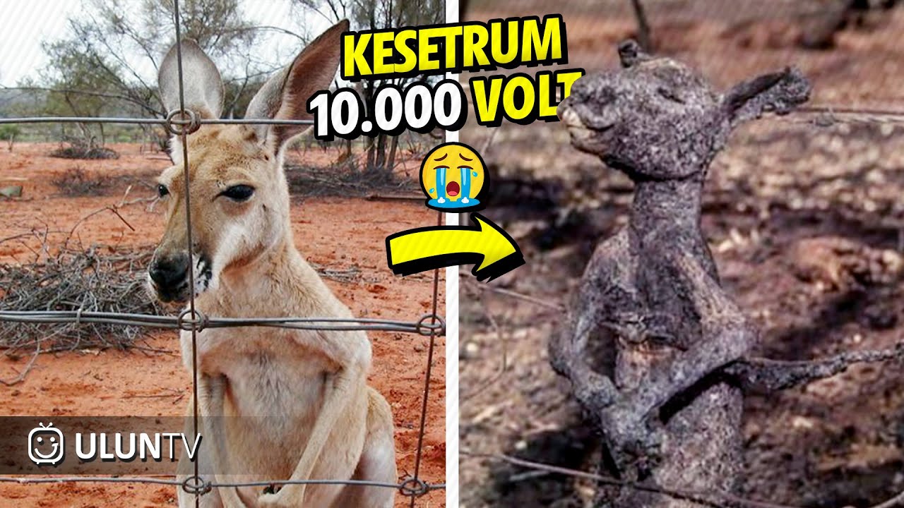 20 Momen Mengejutkan Ketika Hewan Tersengat Listrik Tegangan Tinggi!