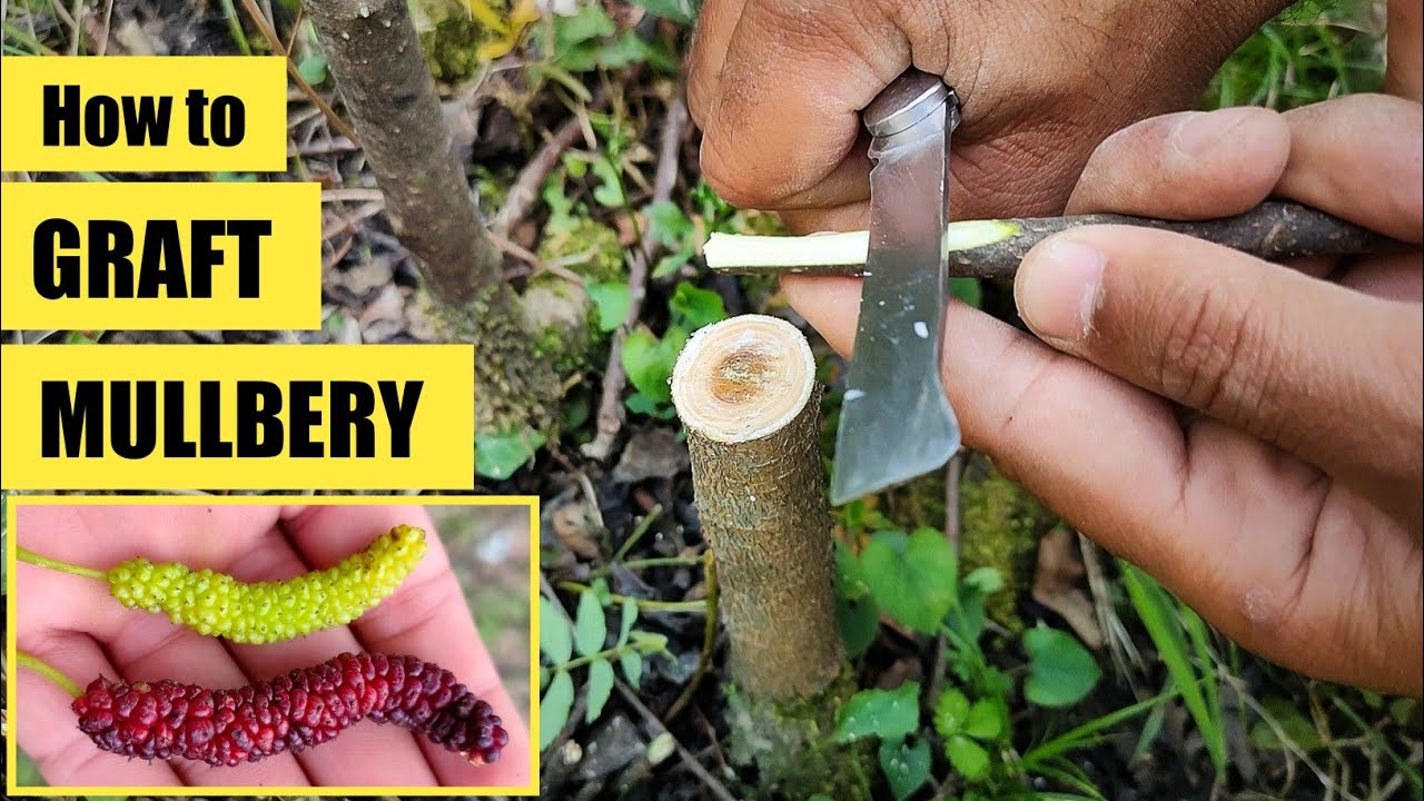 how to graft mullbery tree | Bark Grafting mullbery