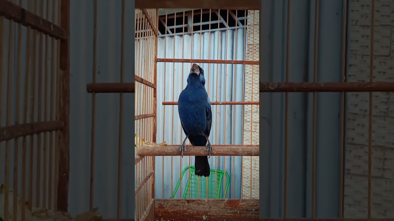Azul&atilde;o pr&iacute;ncipe negro