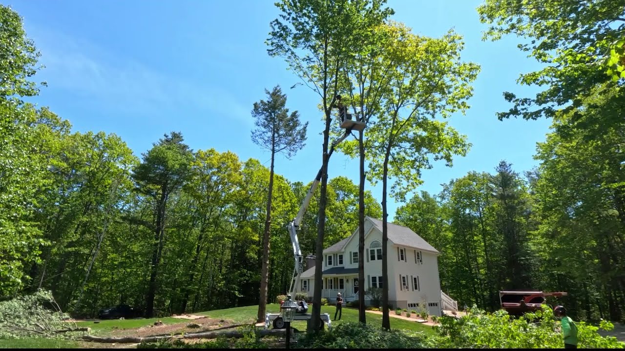 DINO 92RXT Swede's Tree Service