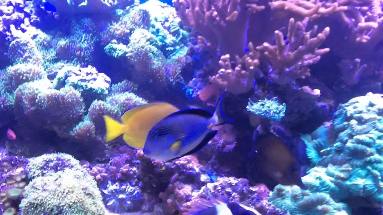Tony the Sohal Tang (Acanthurus Sohal)