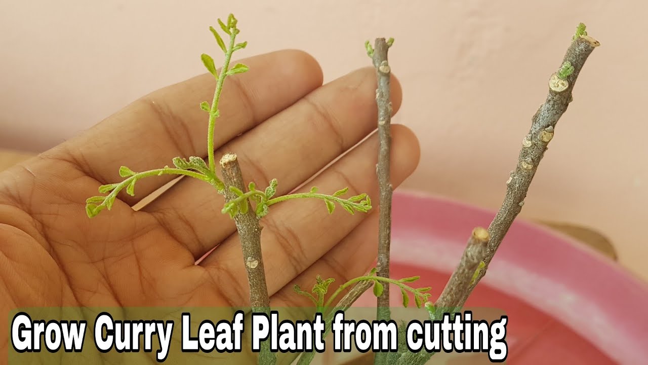 How to grow Curry leaves plant from cutting With updates, How to grow curry leaf cutting