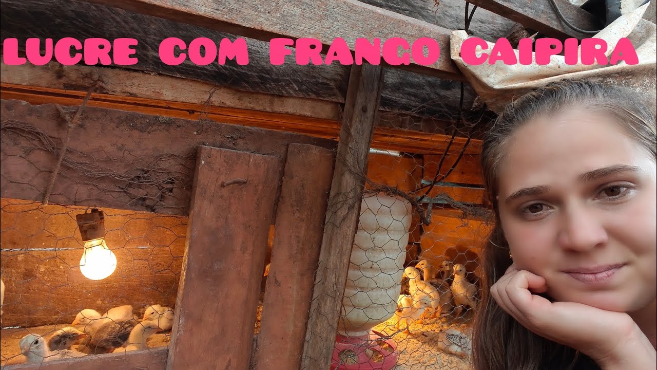 3 dicas valiosas para não perder pintinhos.