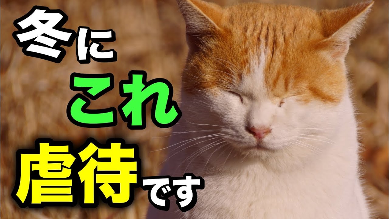 猫が寒い時に見せる仕草8選を獣医師が解説します