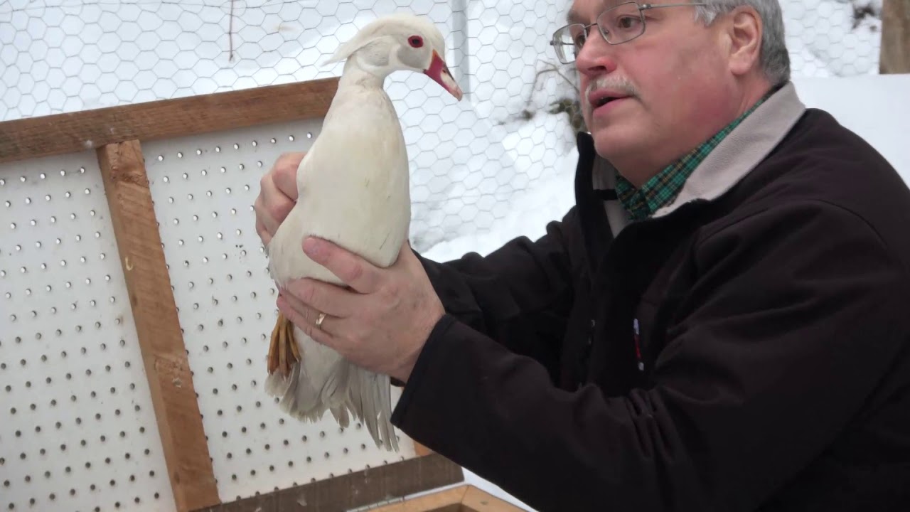 We Got New Ducks!