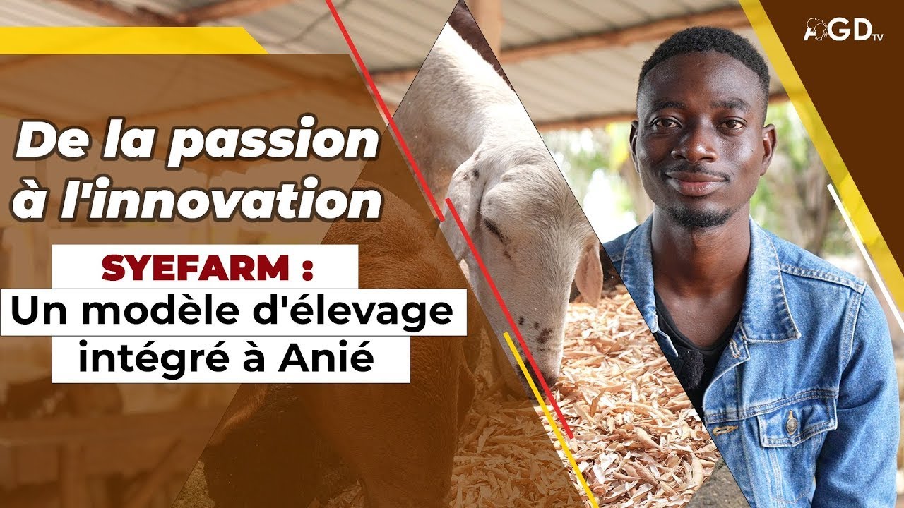 Un jeune togolais réinvente l'élevage des moutons | AGRIDIGITALE