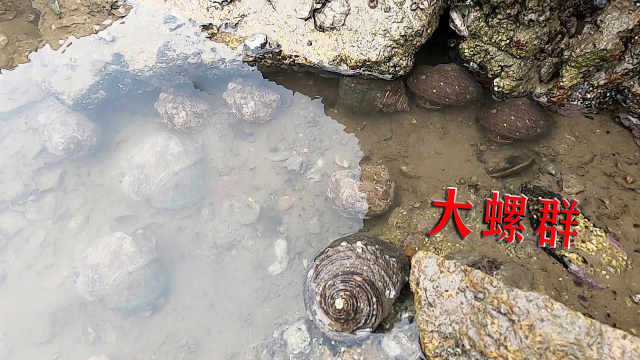 吴哥赶海碰上大螺群，一窝好几个，长得跟石头一模一样差点错过