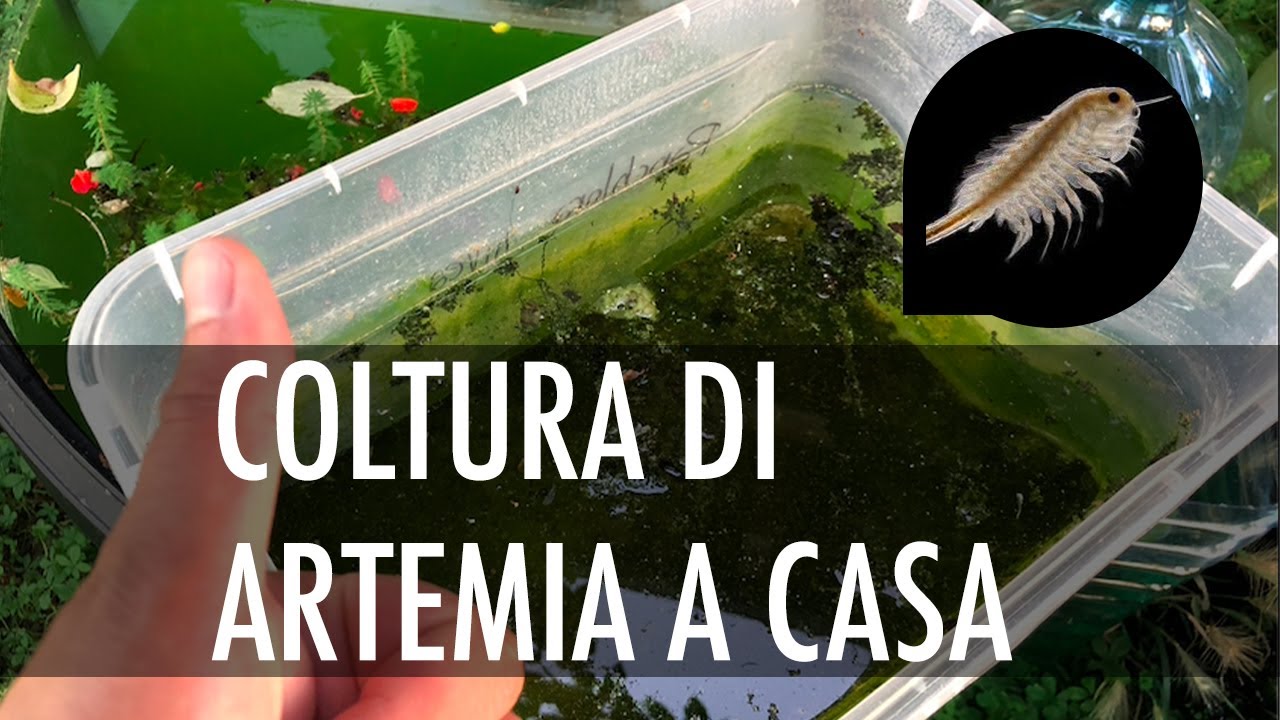 Artemia coltura a casa
