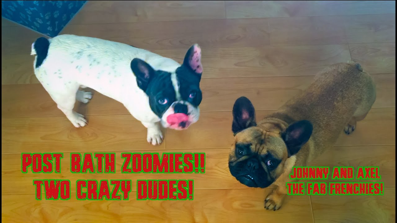 Johnny & Axel the Fab Frenchies Go FULL ZOOMIES After Bath Time 🛁💨