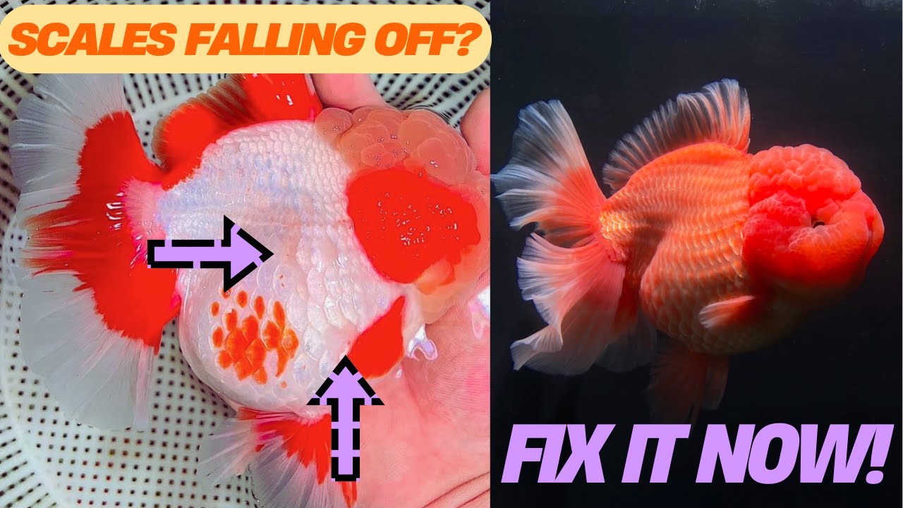 Goldfish Losing Scales 6 Causes & How to Fix It!