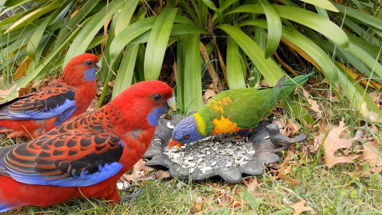 Crimson Rosellas & Rainbow Lorikeet | 4K | Bird Watching