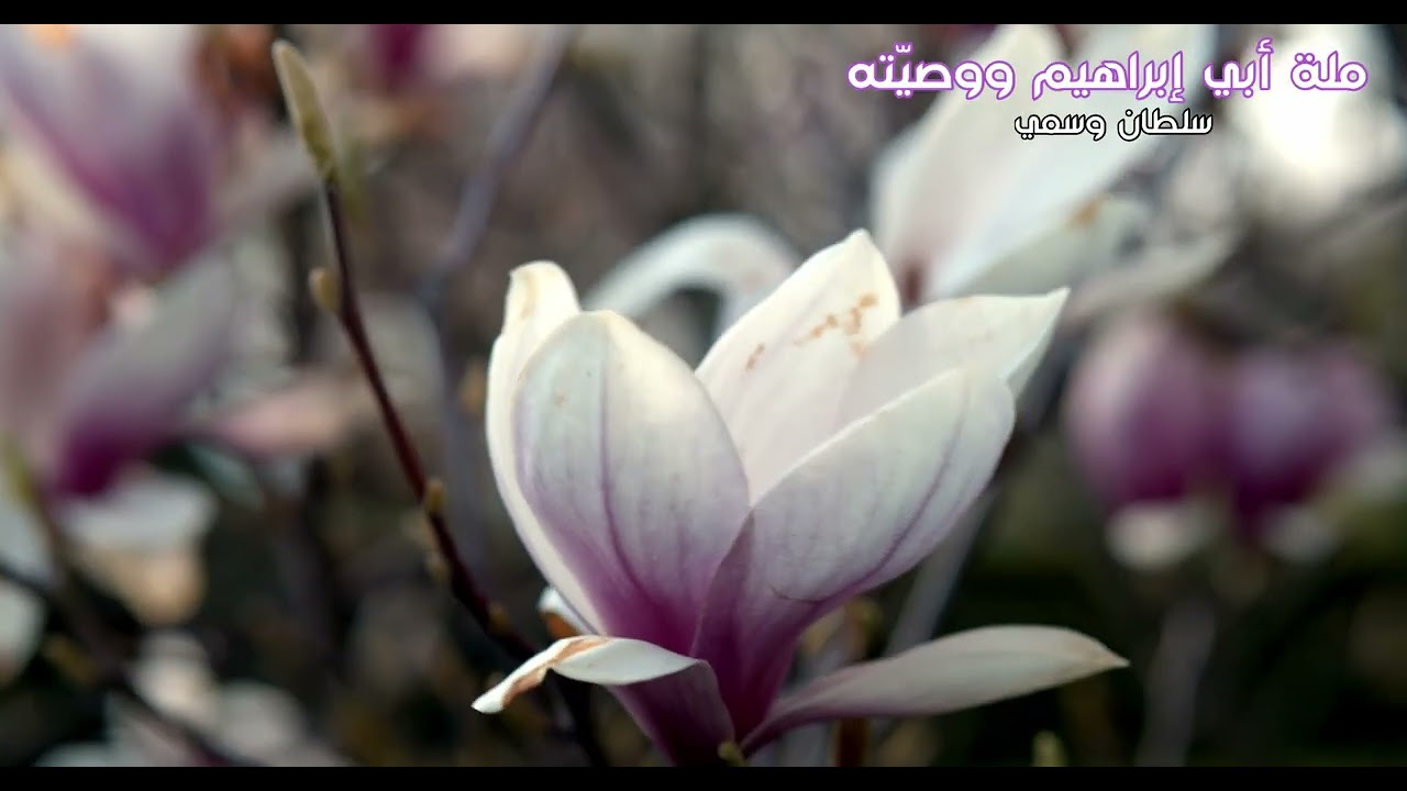 ملة أبي إبراهيم ووصيّته - سلطان وسمي