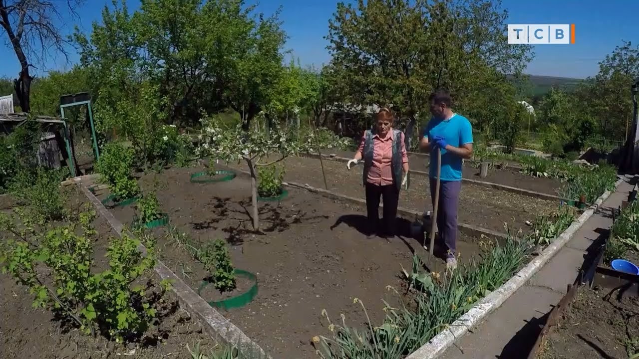 Тыква и фасоль. Секреты посадки и ухода. 6 соток 07.05.2018
