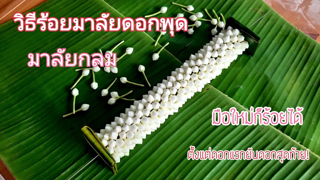 วิธีร้อยมาลัยดอกพุด ตั้งแต่ดอกแรกยันดอกสุดท้าย!