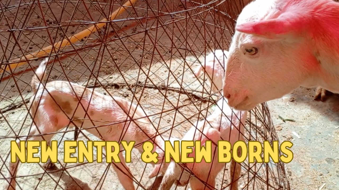 New born teddy goats | another farm breed | new entry of future teddy breeder | vlog 178