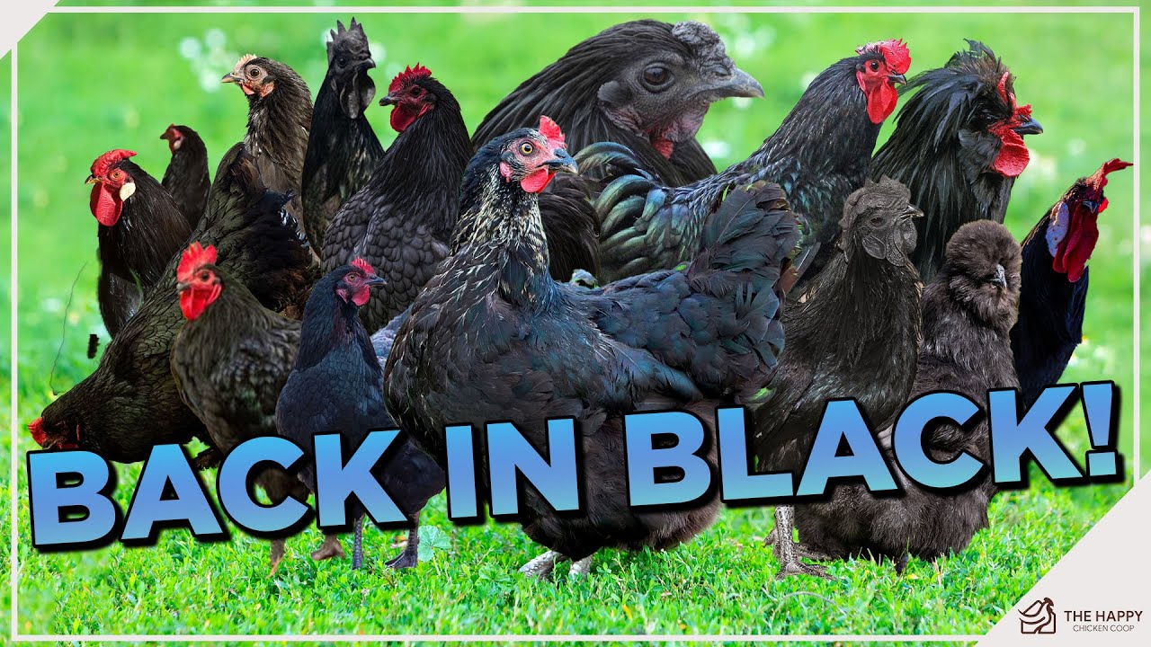 Discover 14 Unique Black Chicken Breeds: A Comprehensive Guide
