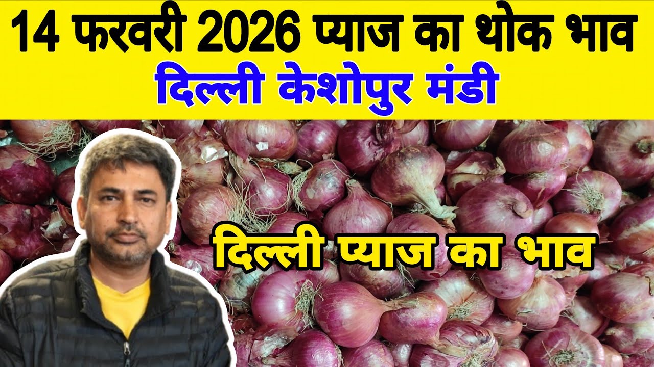 दिल्ली केशोपुर मंडी | 🧅Today onion rates | Today Onion price | Piyaj | 14 Feb 2026 #pyaj #mandiprice