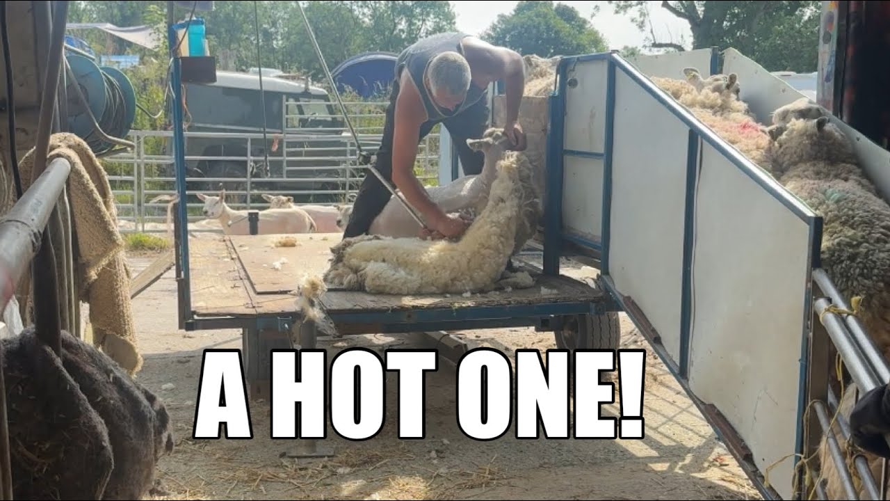 SHEARING DAY!