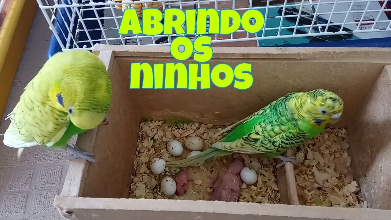 Abrindo os ninhos e apresentando os novos filhotinhos de Periquito australiano