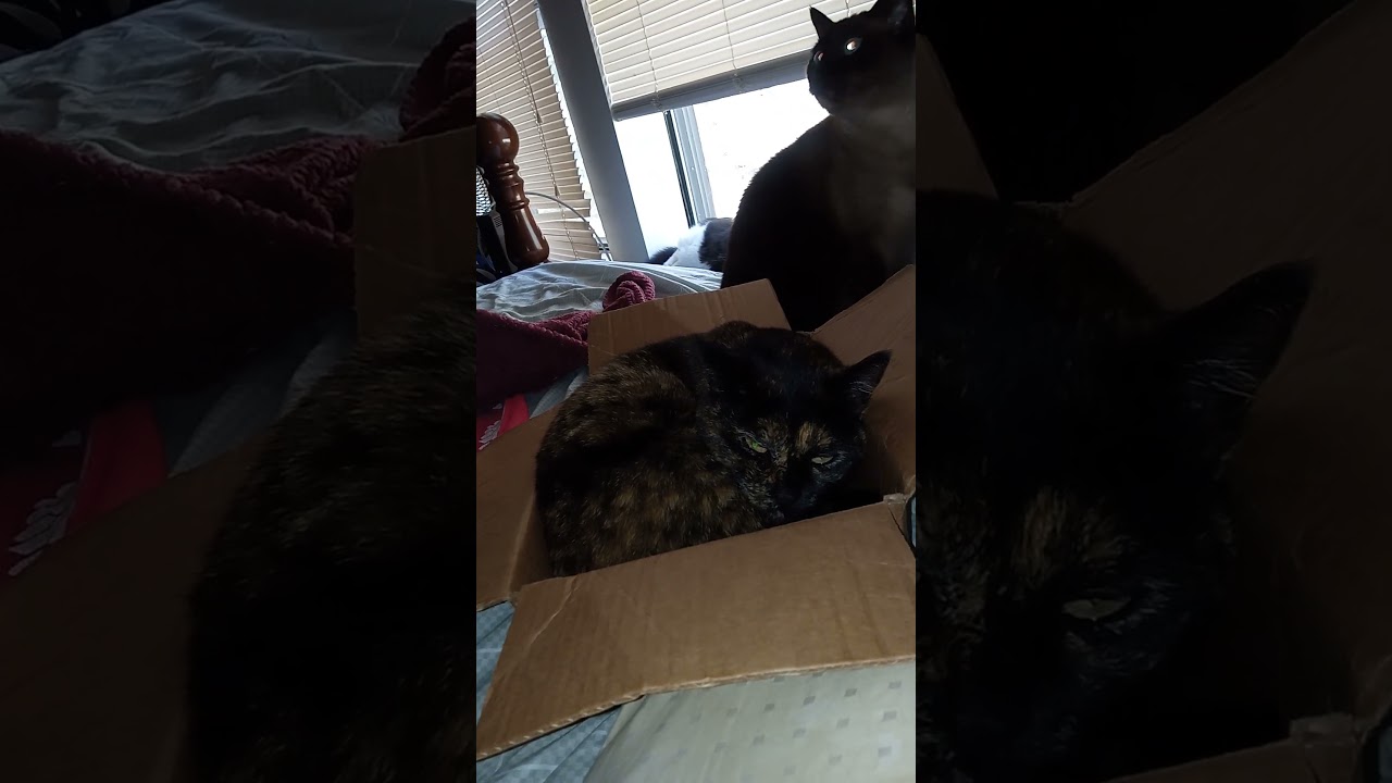 Cat sleeping in a box.     #cat in a box 5           Niko waiting her turn