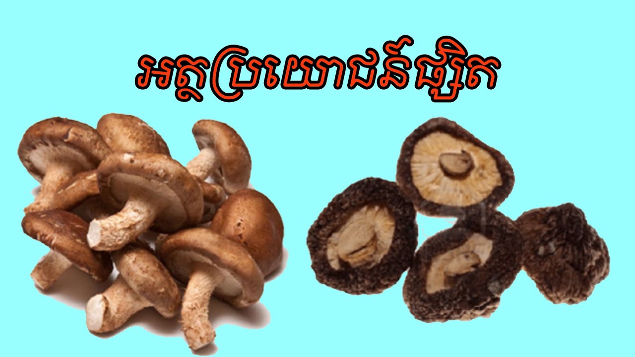 អត្ថប្រយោជន៍របស់ផ្សិត