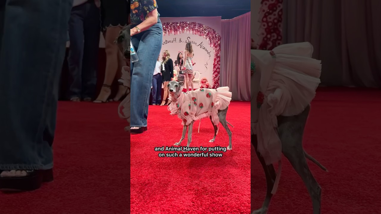 Dogs Take Over New York Fashion Week