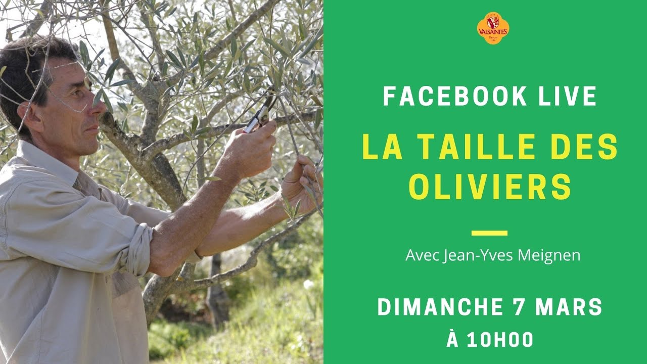 En direct du Jardin de l'abbaye de Valsaintes : la Taille des oliviers