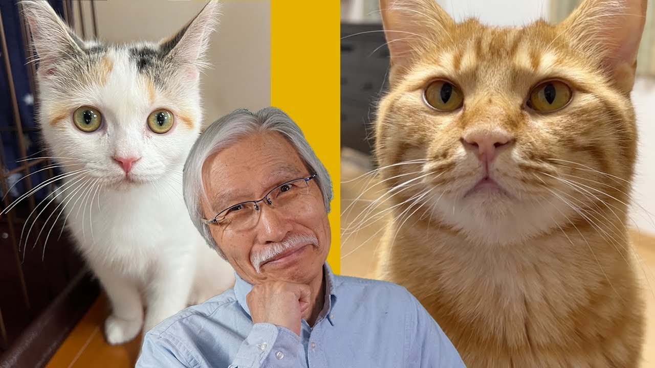 [Eng sub] First encounter between an older cat and a new cat