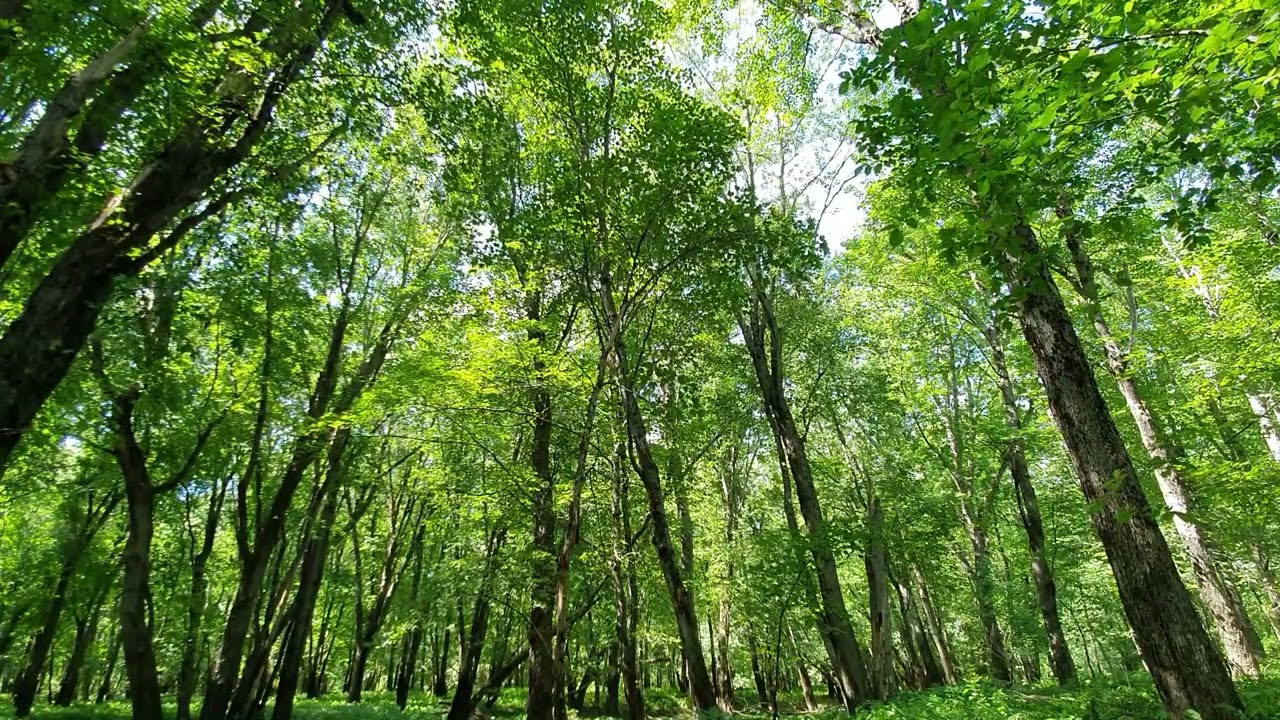 3 Hours of Bird Sounds  Relaxing Forest Ambience(No Music)