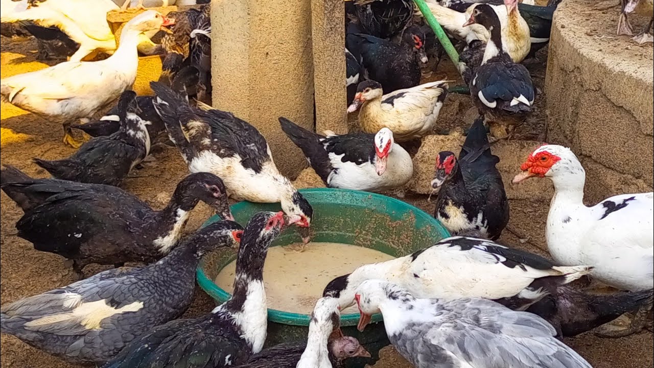 comment bien débuter l'élevage de canard