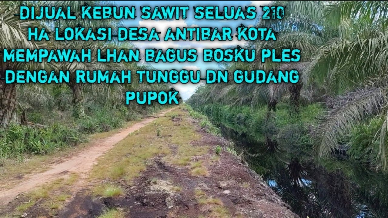 dijual kebun sawit seluas 210 ha harga sudah di sebut dalam vidio lokasi desa antibar kota mempawah