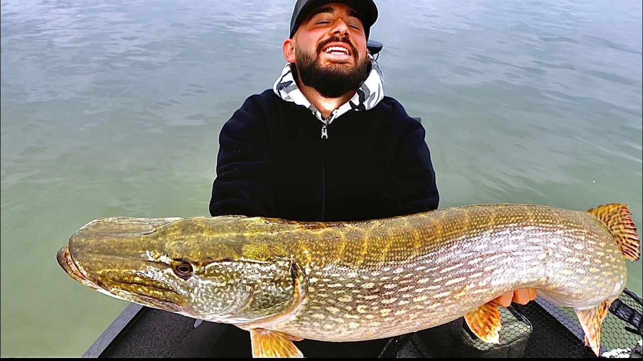 PB-HECHT, XXL-BARSCHE und dicke ZANDER ohne ENDE !