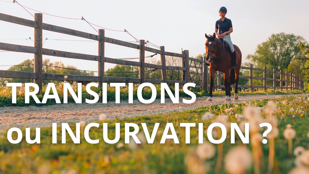 Transitions ou incurvation ? Que faut il travailler en premier avec son cheval