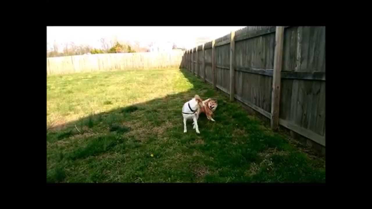 Play Date 03/29/2015 Coco&Chance