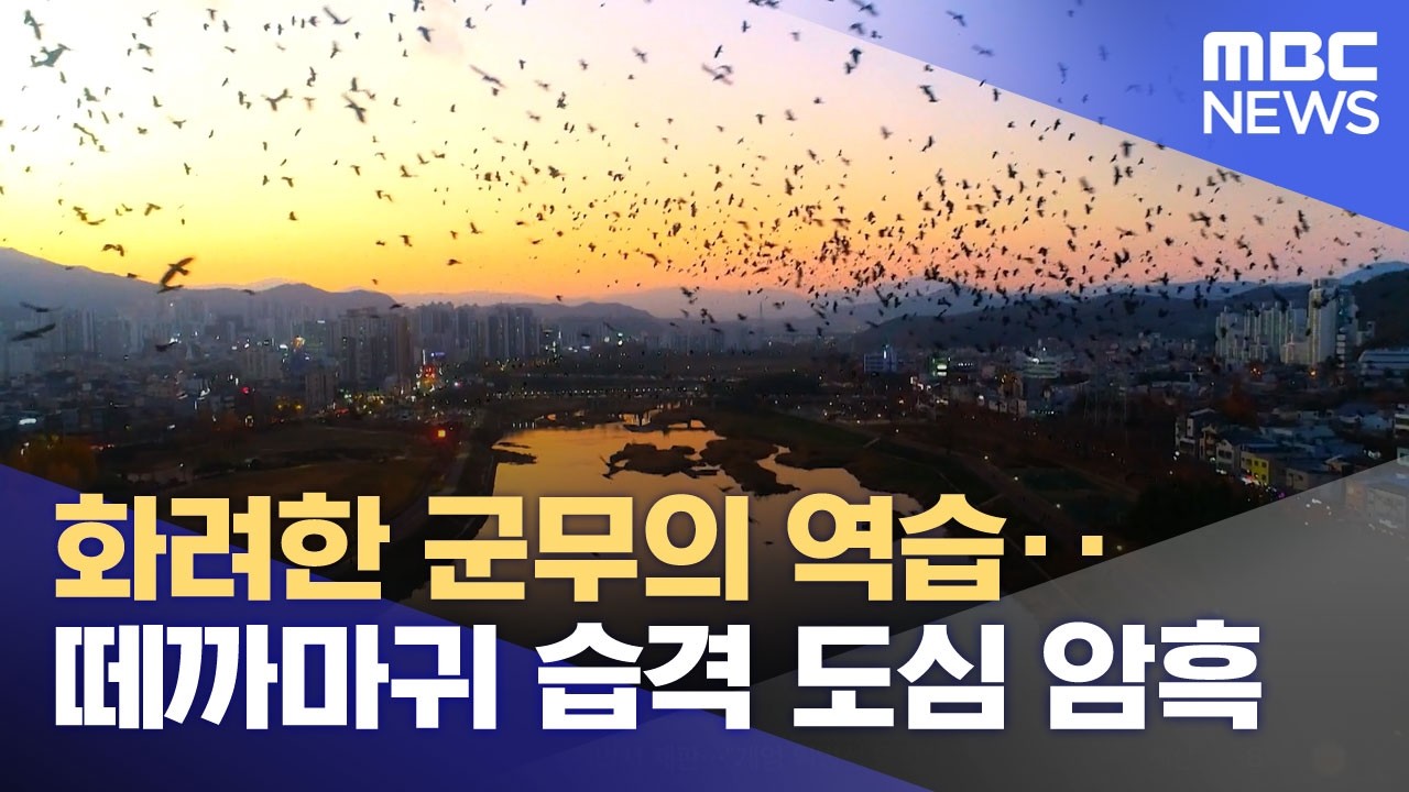 화려한 군무의 역습‥떼까마귀 습격 도심 암흑 (2026.02.12/뉴스투데이/MBC)