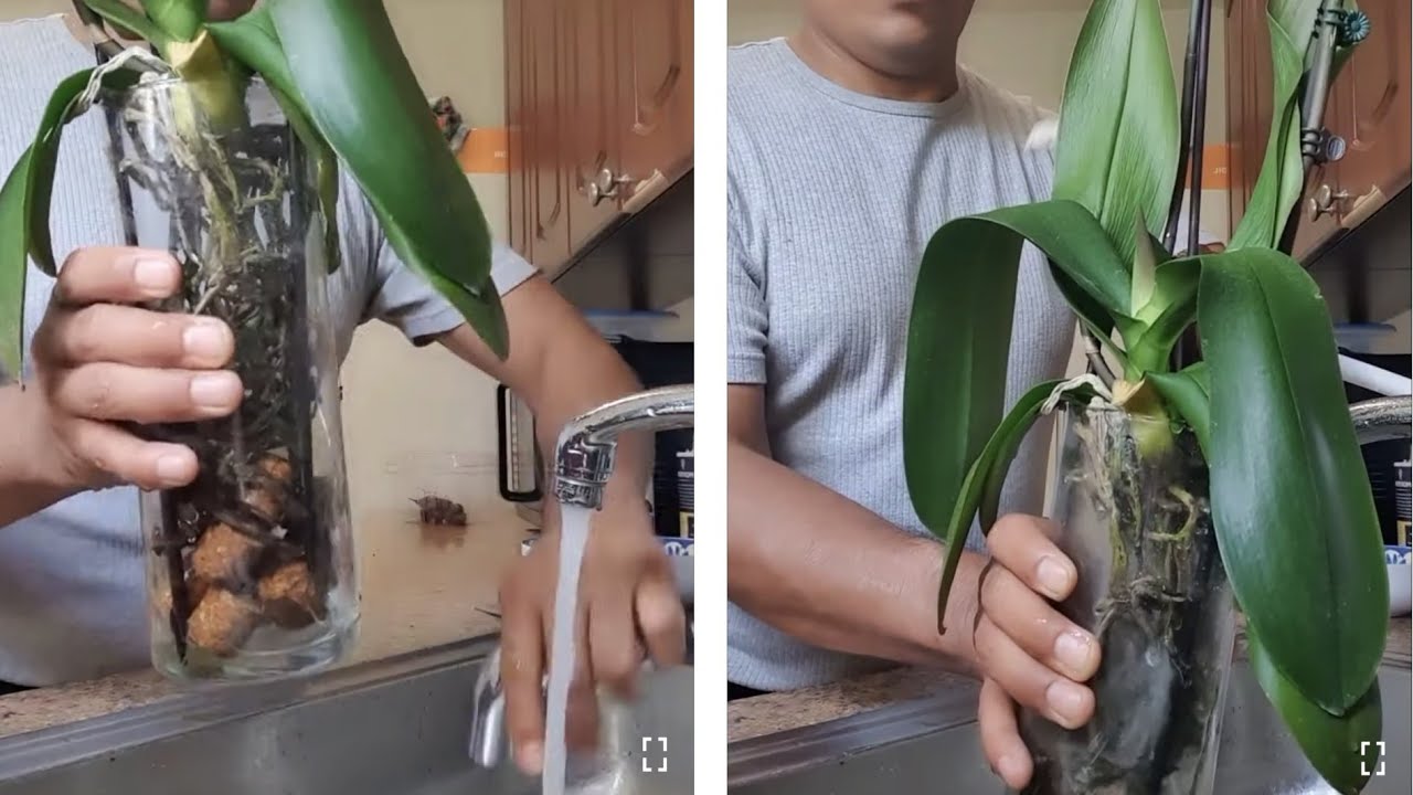 orquídea en agua cuidados
