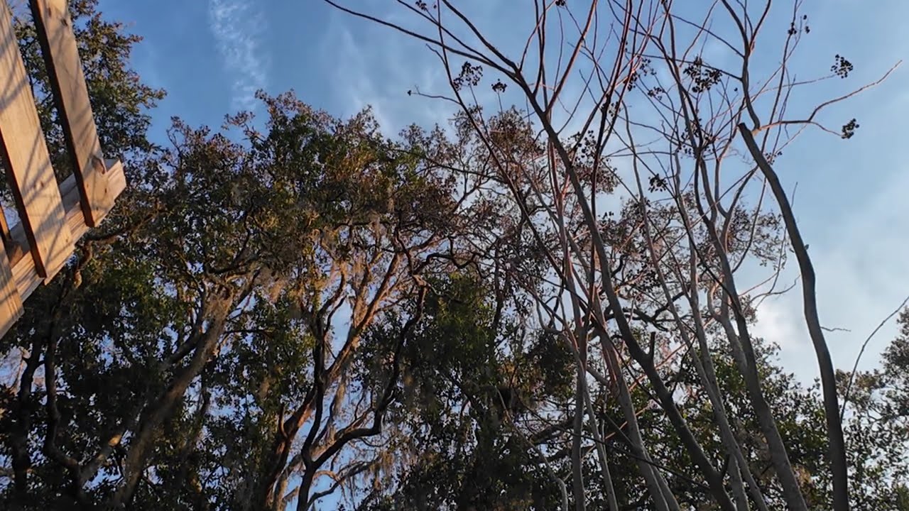 Still World ASMR | Quiet Sunset Through Trees 🌲 50 Minutes of Nature Sounds
