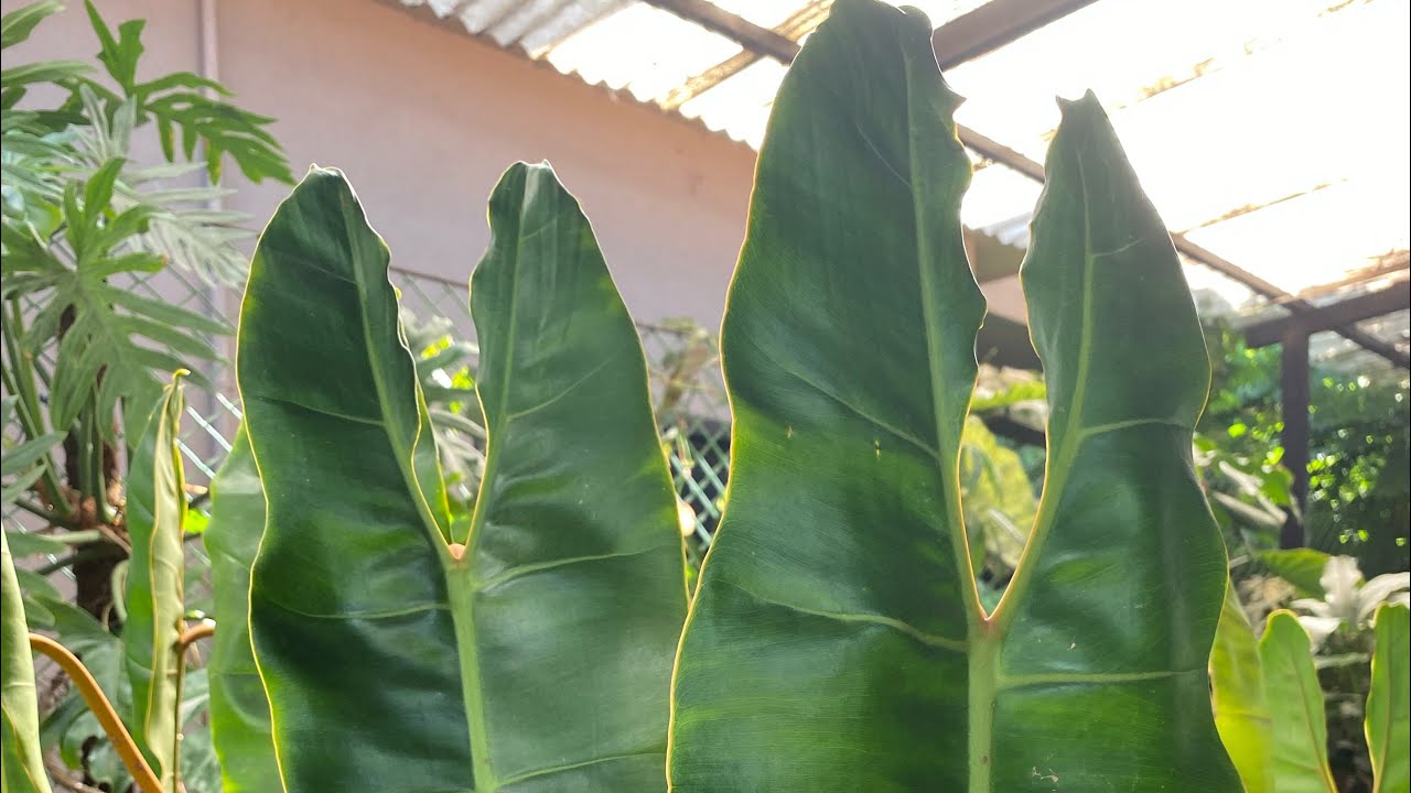 Repotting my huge Philodendron Billietiae…tips to grow massive leaves.