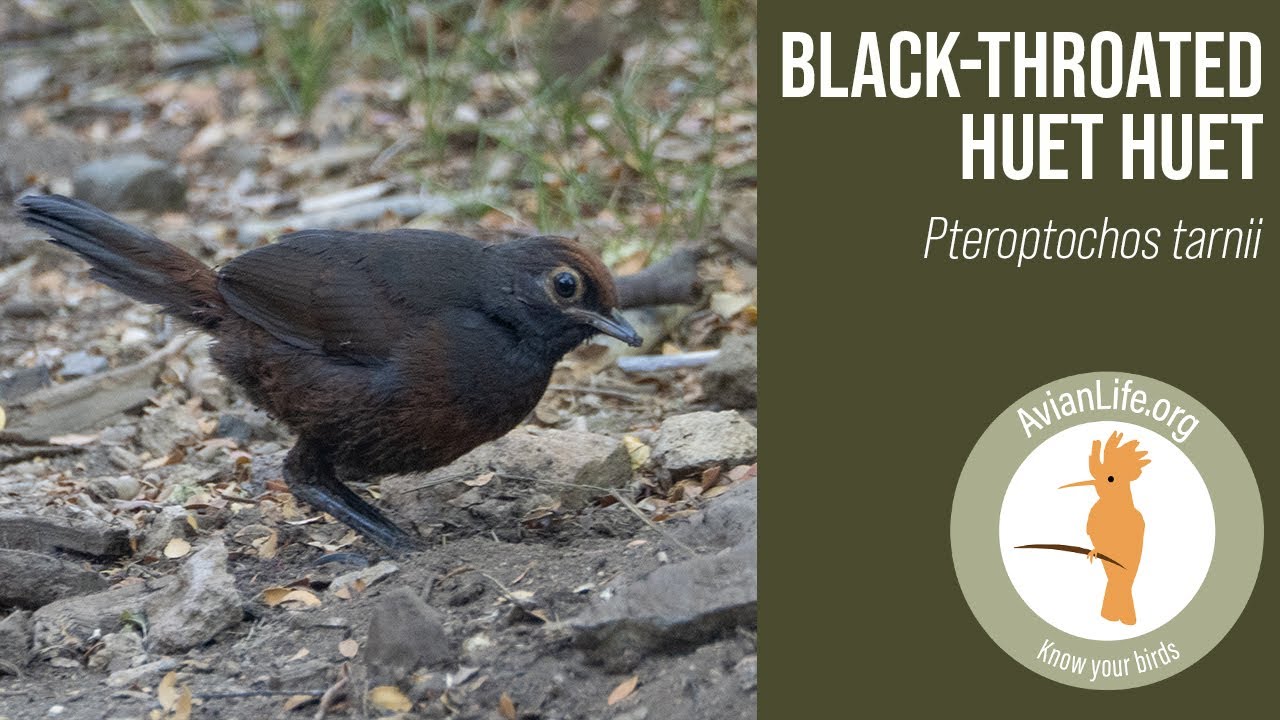 Black-throated Huet-huet - Pteroptochos tarnii