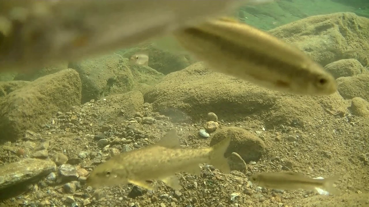 Ittiofauna Torrente Ceronda -   Baratonia - Varisella (Torino)