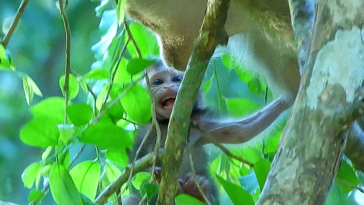 Unexpected thing! Tiny AVERY was taken by CHERRY, he tries to leave exploring mother.