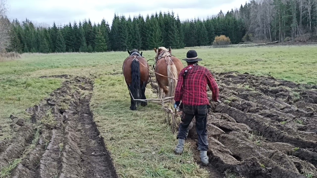 Pl&ouml;jning med Ardennerh&auml;star.