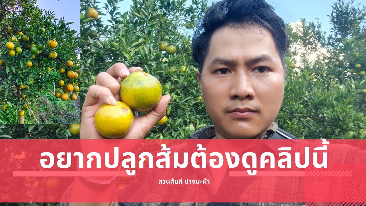 อยากปลูกส้มต้องดูคลิปนี้ สวนส้มกี ปางมะผ้า ฤดูกาลเก็บส้ม ปี 2021 [สวนส้มปี 2564] EP.3