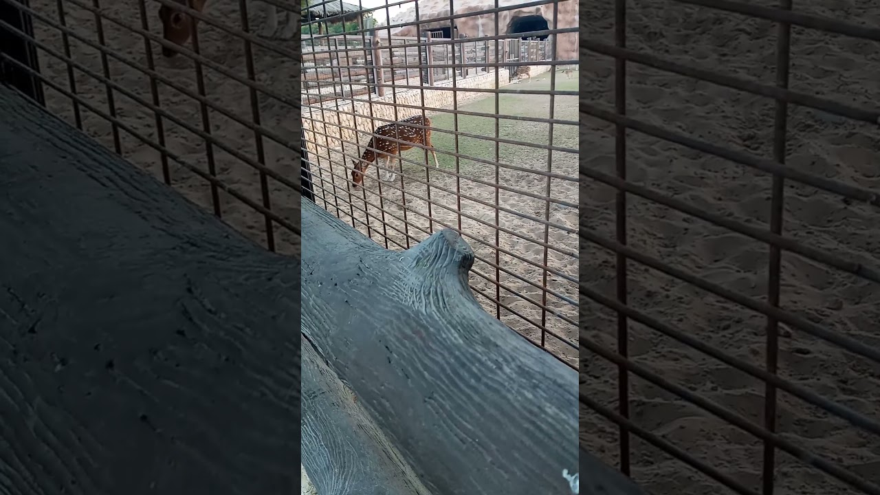 Amazing Place In Qatar Al Khor Park #Zoo Part 2
