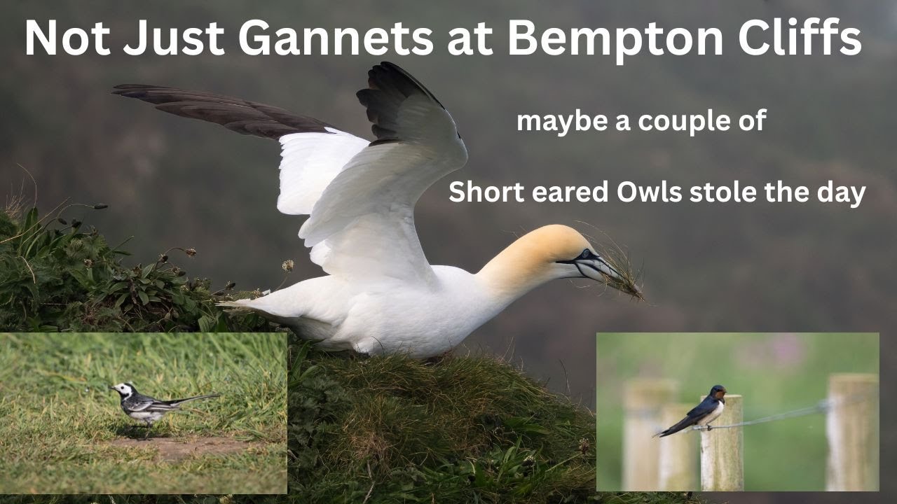 Bempton Cliffs