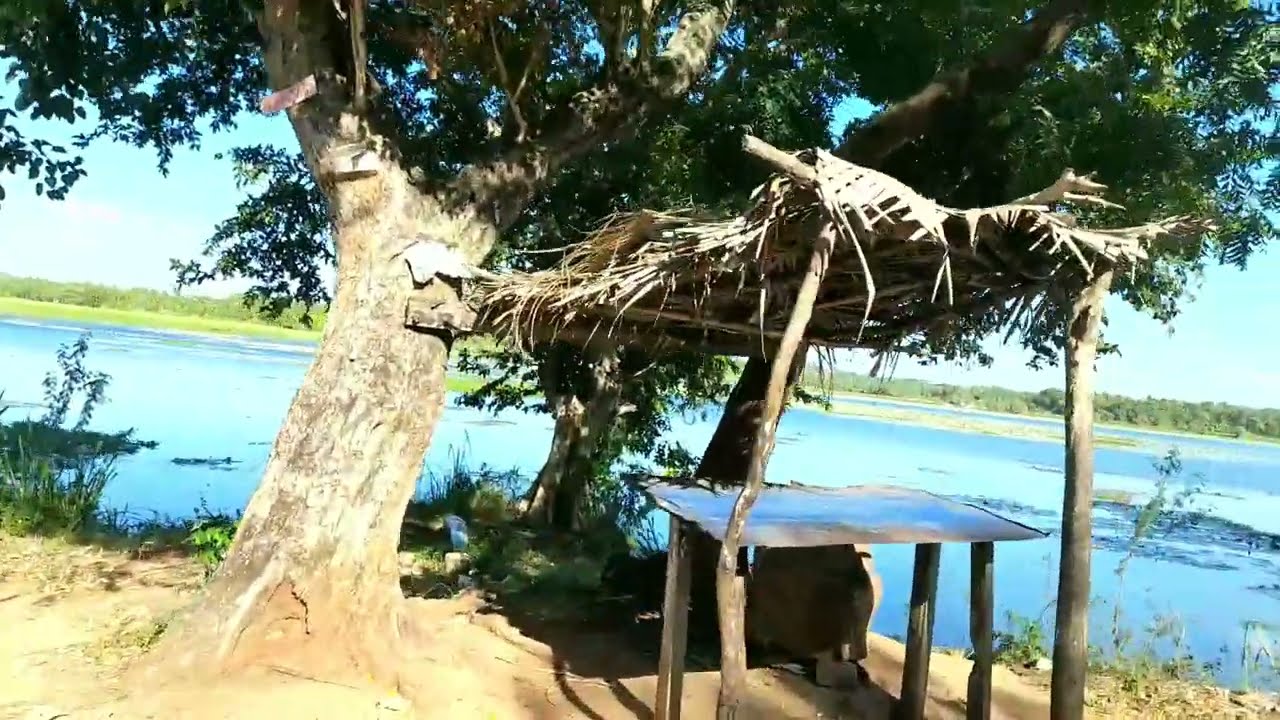 Rajanganaya, Thambuttegama - Sri Lanka  ~Canal with Road, Paddy Drying, Cows, Lake, Boat~